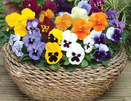 Виола Бархатная смесь купить