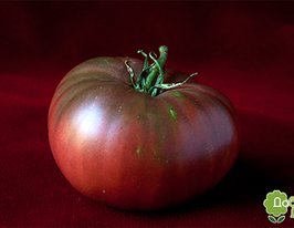 Томат Варлон купить