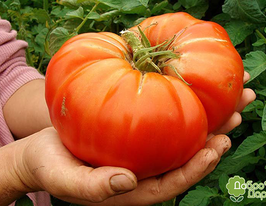 Великий Заккупити