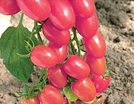 Томат Ганден персткупити