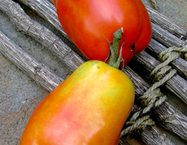 Томат Гигантские итальянские пасты купить