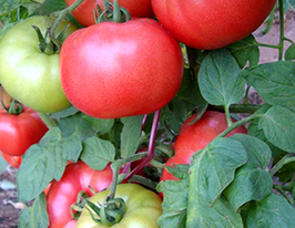 Томат Голландец купить