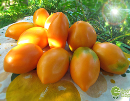 Томат Радуницякупити