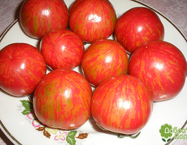 Рябчик купить