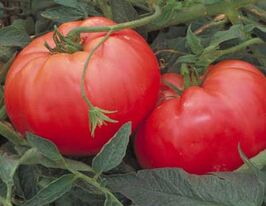 Томат Украинка Аленка купить