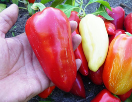 Перец Данай F1 купить