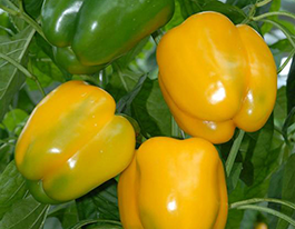 Перец сладкий Мицар F1 купить