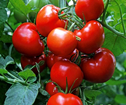 Агронавткупити