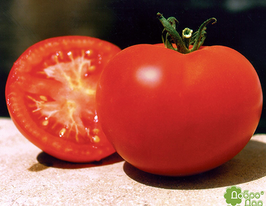 Багира купить