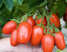 Баскаккупити