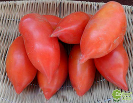 Томат Гарпун купить