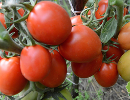 Томат Гранит купить
