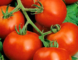 Дачниккупити