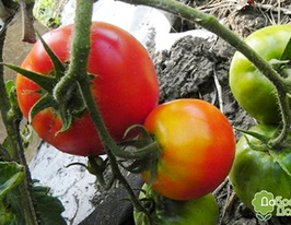 Жара купить