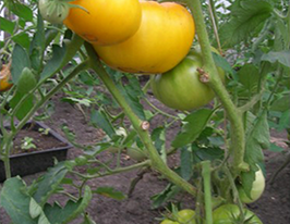 Золотий віккупити