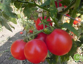 Томат Калинка малинкакупити