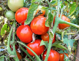 Томат Любка купить