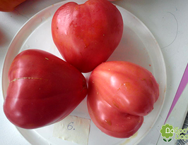 Томат Отец Горио купить