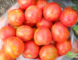 Тигерата красная купить