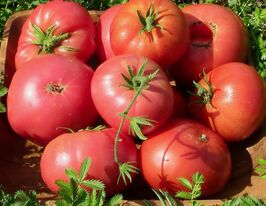 Богемакупити