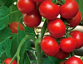 Богун F1купити