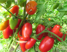 Томат Красный клык купить