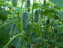 Анника F1 купить