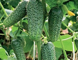 Ирина F1 купить