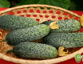 Огурец Капучино F1 купить