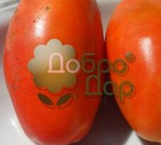 Американський витягнутийкупити