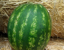 Васко F1 купить