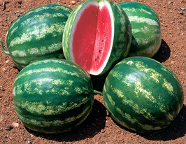 Стетсон F1 купить