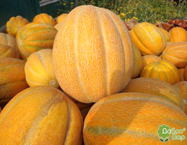 Диня Ефіопкакупити