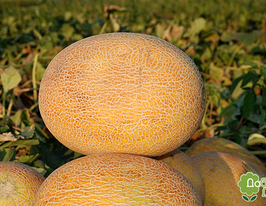 Карамель F1купити