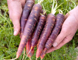 Морква Фіолетова космічнакупити