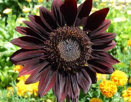 Соняшник Шоколадкупити