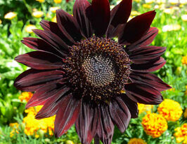 Подсолнух Шоколад купить