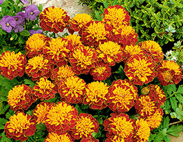 Чорнобривці Хлопчик Спрукупити