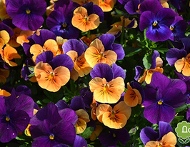 Виола Оранжево-фиолетовая купить