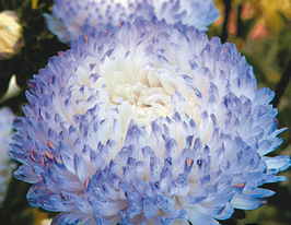 Астра Пионовидная серебристо-голубая купить