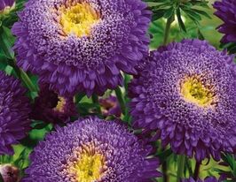 Айстра Принцеса фіолетовакупити