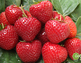 Полуниця Сельвакупити