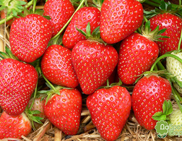 Арозакупити