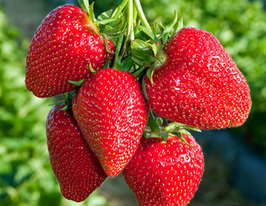 Полуниця Солодкий Чарлікупити