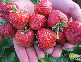 Полуниця Пегаскупити