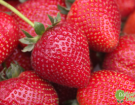 Полуниця  Сіскейпкупити