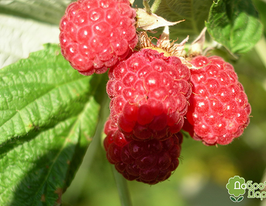 Малина Шапка Мономаха купить