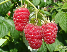 Изобильная купить