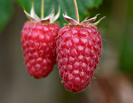 Малина Туламин купить