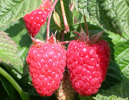 Краса России купить